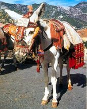 Mijas donkey taxi