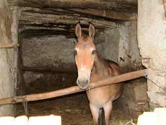 Donkeys still live below the house