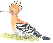 Hoopoe bird